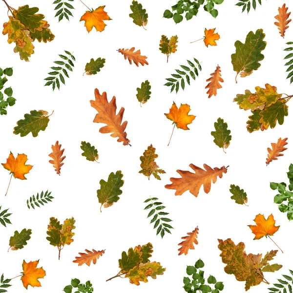 Barevné Podzimní Větev Stromu Bílém Pozadí Izolované — Stock fotografie