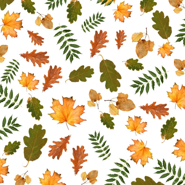 Bunte Herbstliche Zweig Des Baumes Auf Weißem Isolierten Hintergrund — Stockfoto