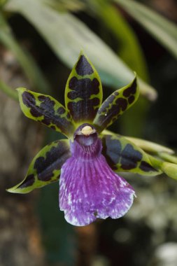 Güzel pembe orkide dalları, Zygopetalum. Bahçedeki karanlık arka planda.