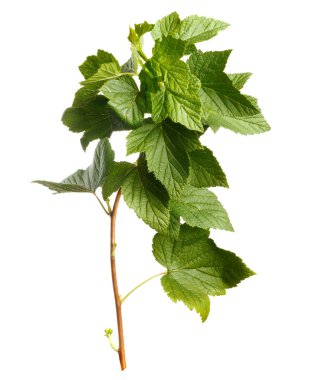 Yalıtılmış zemin üzerine yeşil güzel üzümü şube