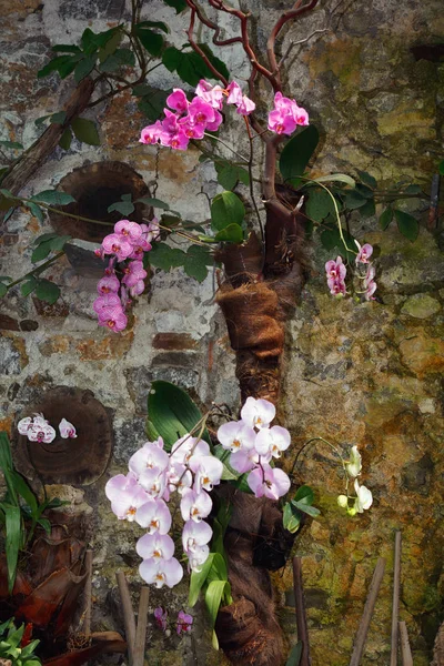 Vackra Rosa Orchid Filial Mängd Phalaenopsis Sanderiana Mörk Bakgrund Utomhus — Stockfoto