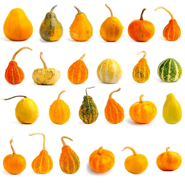 Zestaw Dynie Białym Tle Świeże Pomarańczowy Dekoracyjne — Zdjęcie stockowe