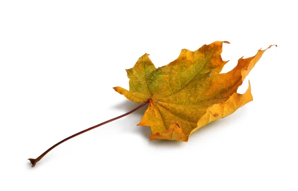 白い背景で隔離の影と葉付き秋のメープルの枝 — ストック写真