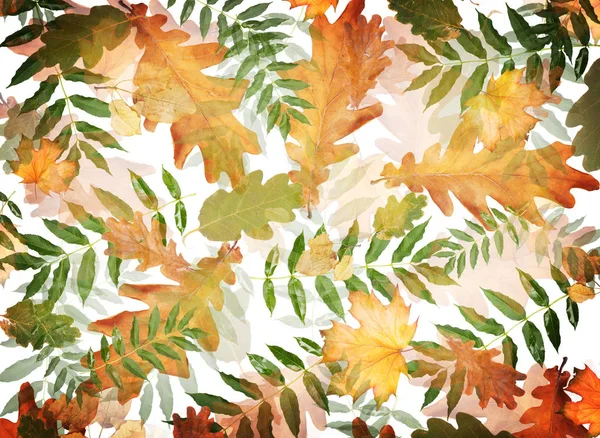 Colorful Autumn Foliage Chaotic Order Abstract Background Top View Flat — Stock Photo, Image