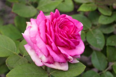 Yeşil arka plan üzerinde yaz bahçesinde yapraklarla güzel pembe gül