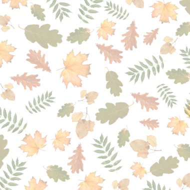 Ağaç beyaz izole arka plan üzerinde renkli sonbahar Şubesi