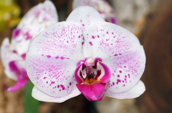 Bella Varietà Ramo Orchidea Rosa Phalaenopsis Sfondo Astratto All Aperto — Foto Stock