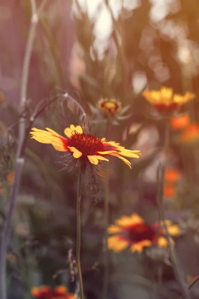 Gyönyörű Fényes Sárga Virág Rudbeckia Virágzó Zöld Rét — Stock Fotó