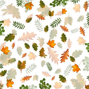 Ağaç beyaz izole arka plan üzerinde renkli sonbahar Şubesi