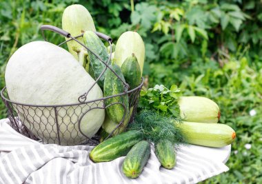 Olgun salatalık kabak ve bahçenin arka planda ahşap masa üzerinde metal sepet kabak hasat