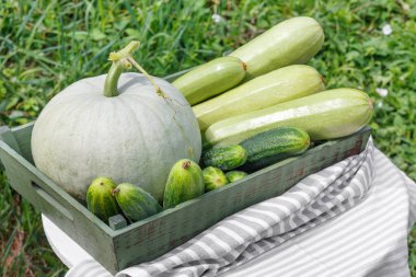 Olgun salatalık kabak ve arka planda ahşap masa ahşap kutusunda Bahçe kabak hasat