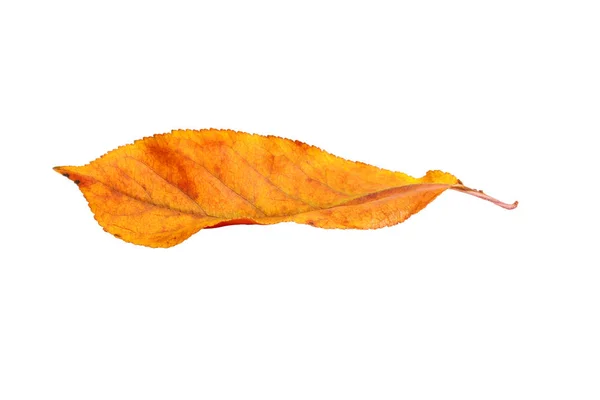 Осенняя Ветвь Листьями Белом Фоне — стоковое фото