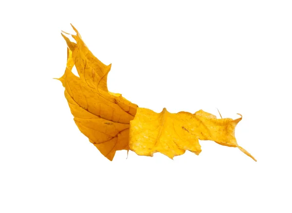 Herbst Ahorn Zweig Mit Blättern Isoliert Auf Weißem Hintergrund — Stockfoto