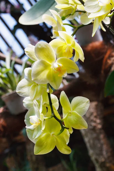 Bello Ramo Orchidea Gialla Sfondo Sfocato Astratto — Foto Stock