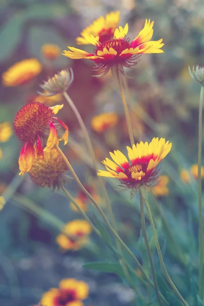 Vackra Ljusa Gul Blomma Helenium Blommande Grön Äng — Stockfoto