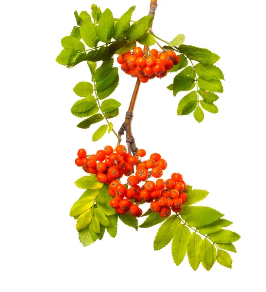 Branch Mountain Ash Ripe Berries Green Foliage White Isolated Background — Stock Photo, Image