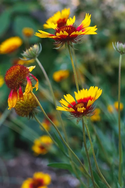 Gyönyörű Fényes Sárga Virág Rudbeckia Virágzó Zöld Rét — Stock Fotó