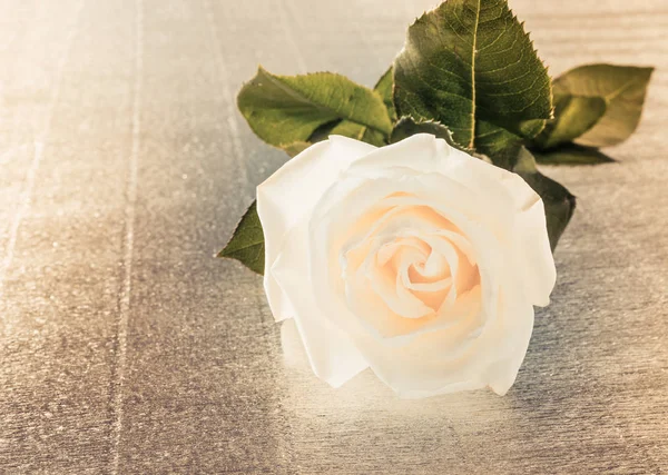 Hermosa Rosa Blanca Para Día San Valentín Boda Mesa Tarjeta —  Fotos de Stock