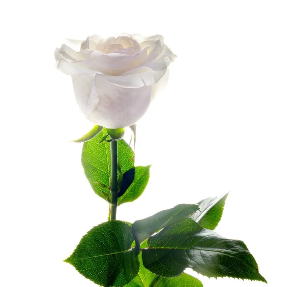 White Rose Green Leaves Holiday Gift Isolated White Background — Stock Photo, Image