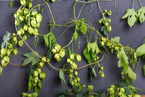 Moitas Lúpulo Verde Maduro Com Cones Sementes Parede Pedra Preta — Fotografia de Stock