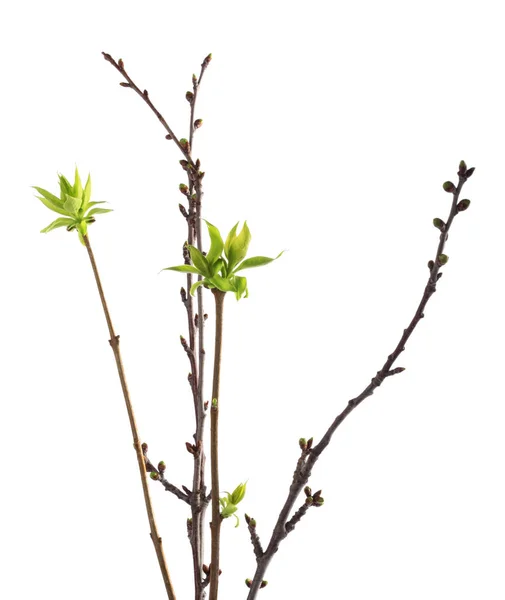 Jonge Groene Takje Met Bladeren Witte Geïsoleerde Voorjaar Achtergrond — Stockfoto