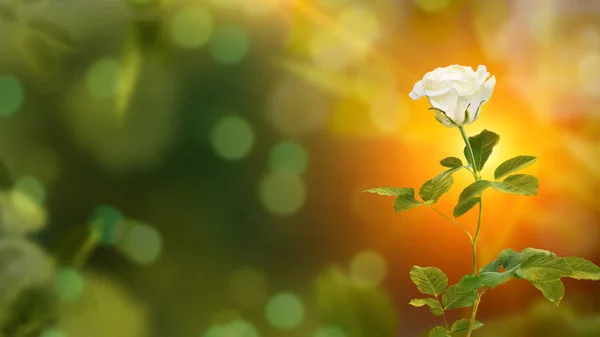 Beautiful White Rose Valentines Day Abstract Green Background Congratulations Invitations — Stock Photo, Image