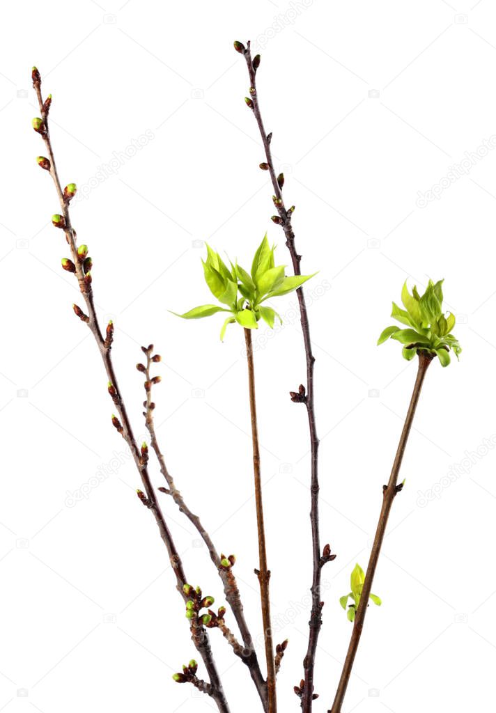 Young green twig with leaves on  white isolated spring background