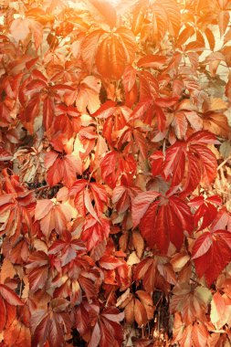 Kırmızı asması eski ahşap bina duvara tırmanma 