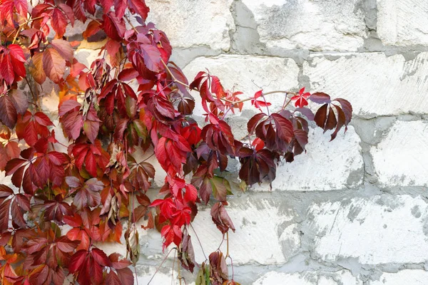 Αναρριχητικό Φυτό Βιρτζίνια Κόκκινο Σκαρφαλώνουν Λευκό Τοίχο Του Κτιρίου — Φωτογραφία Αρχείου