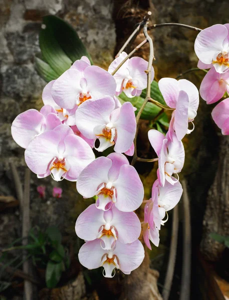 Güzel Pembe Orkide Şube Çeşitli Phalaenopsis Sanderiana Koyu Arka Plan — Stok fotoğraf