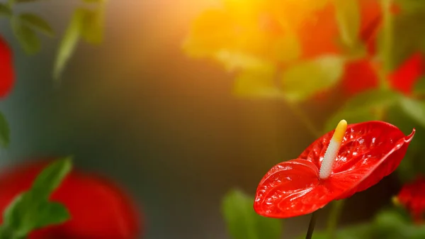 Piękny Czerwony Calla Walentynki Streszczenie Tło Zielony Gratulacje Lub Zaproszenia — Zdjęcie stockowe