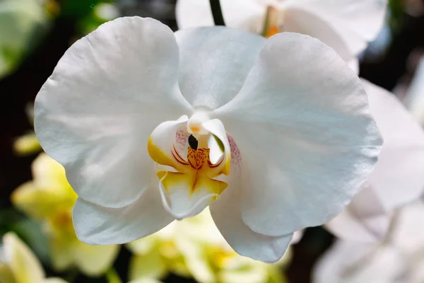 Güzel Pembe Orkide Şube Çeşitli Phalaenopsis Oda Bulanık Arka Plan — Stok fotoğraf