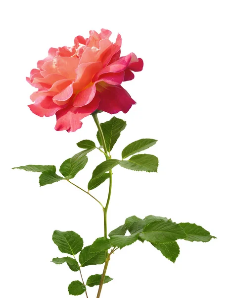 Beautiful Blooming Pink Rose Mother Day White Isolated Background — Stock Photo, Image