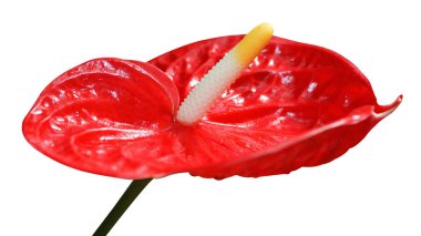 Güzel kırmızı calla beyaz izole arka planda