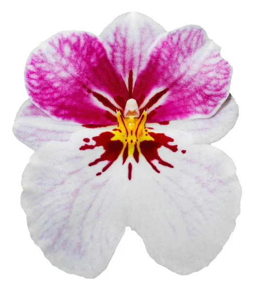 Красивый Розовый Сорт Орхидеи Милтония Белой Изолированной Спинке — стоковое фото