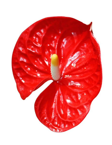 Hermosa Calla Roja Sobre Fondo Blanco Aislado — Foto de Stock