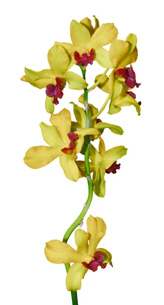 Güzel Sarı Orkide Şube Çeşitli Phalaenopsis Oncidium Beyaz Izole Arka — Stok fotoğraf