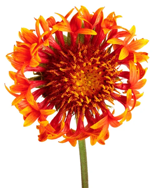 Vacker Ljus Röd Blomma Gaillardia Coahuilensis Familj Asteraceae Vit Isolerad — Stockfoto