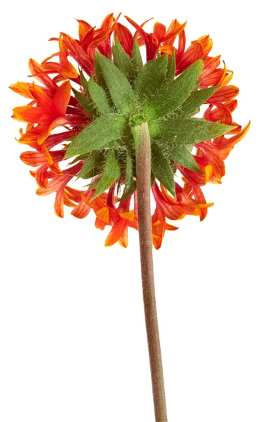 Bela Flor Vermelha Brilhante Gaillardia Coahuilensis Família Asteraceae Fundo Isolado — Fotografia de Stock