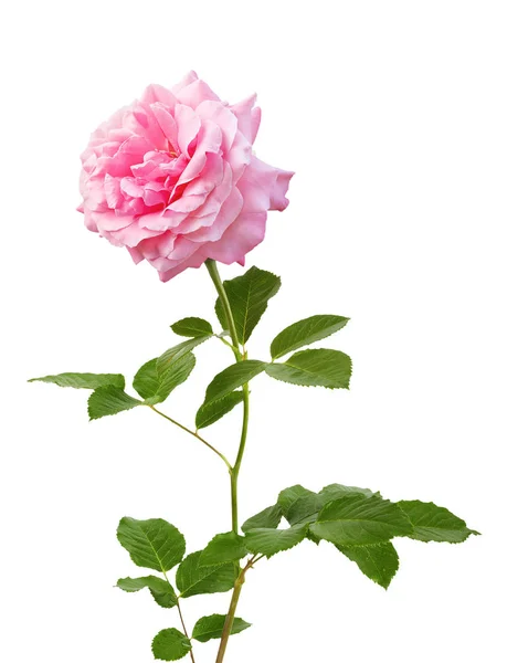 美丽绽放的粉红色玫瑰为母亲的天在白色被隔绝的背景 — 图库照片
