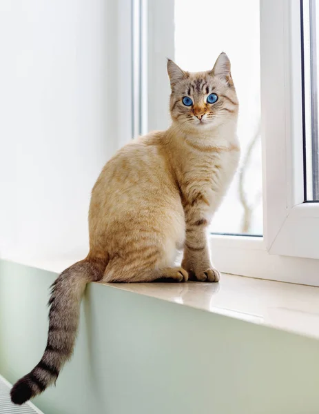 Gyönyörű Sziámi Vörös Macska Ablakban — Stock Fotó