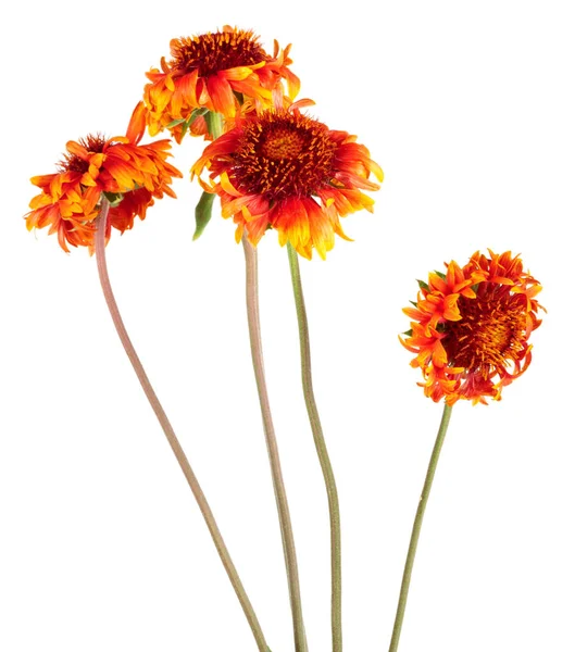 Vacker Ljus Röd Blomma Gaillardia Coahuilensis Familj Asteraceae Vit Isolerad — Stockfoto
