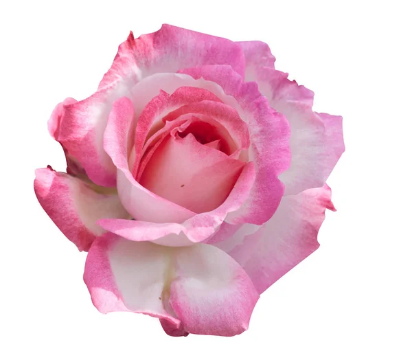 Beautiful Blooming Pink Rose Mother Day White Isolated Background — стоковое фото