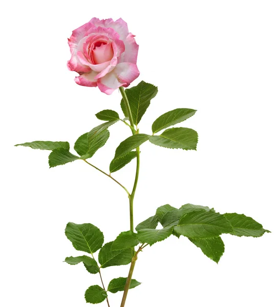 Mooie Bloeiende Roze Roos Voor Moederdag Witte Geïsoleerde Achtergrond — Stockfoto