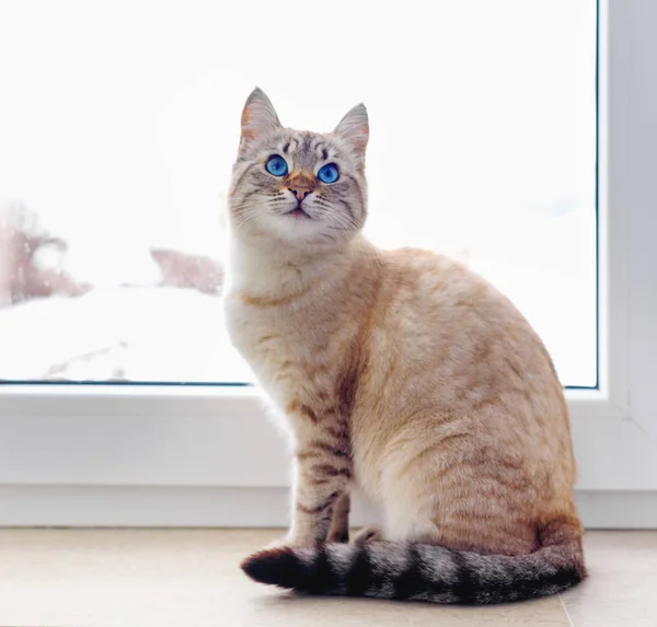 Krásná siamská červená kočka sedí na okně — Stock fotografie