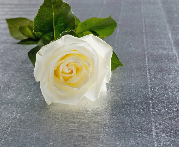 Schöne weiße Rose zum Valentinstag oder zur Hochzeit auf dem Tisch — Stockfoto