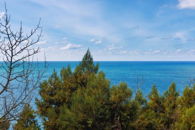 Evergreen juniperus yüksek cins ardıç selvi aile Grove deniz kenarı buzlu iğne yapraklı fabrikasıdır 