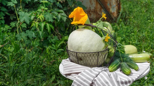 Colheita de abóbora e abóbora de pepino maduro em uma cesta de metal no fundo do jardim — Fotografia de Stock