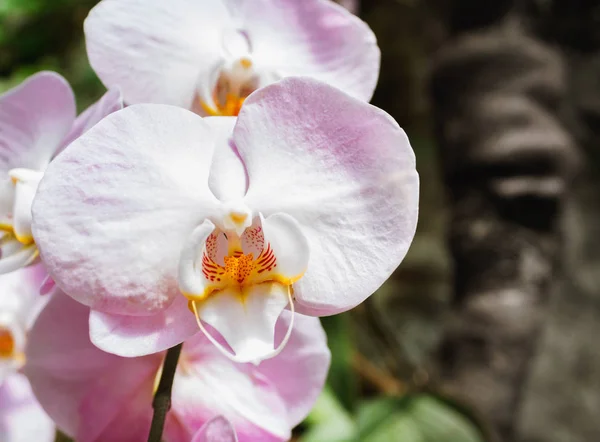 Bella varietà di ramo di orchidea rosa Phalaenopsis Sanderiana — Foto Stock