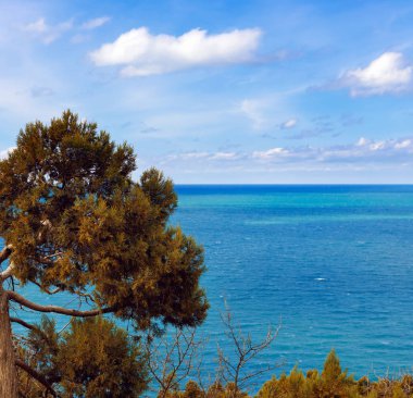 Evergreen Juniperus yüksek Grove kayalar üzerinde cins Juniper selvi ailesinin iğne yapraklı bitki